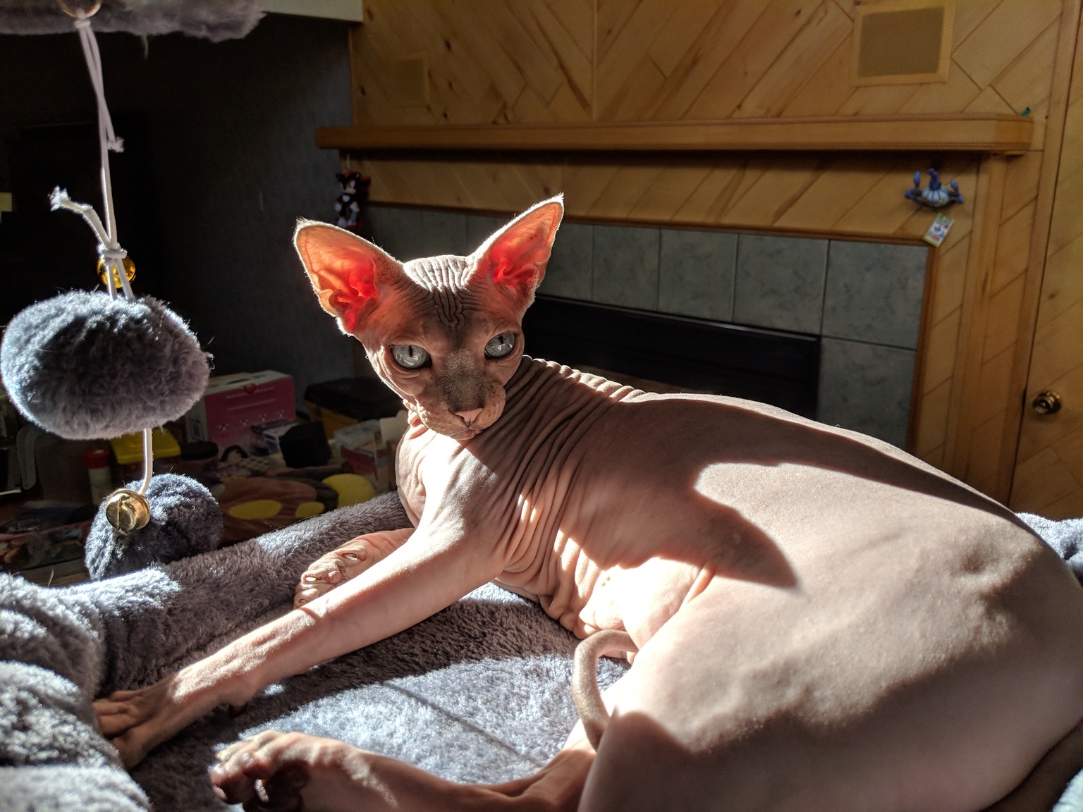 Twigs lounging in a cat tree, while a bright sunbeam illuminates him from behind